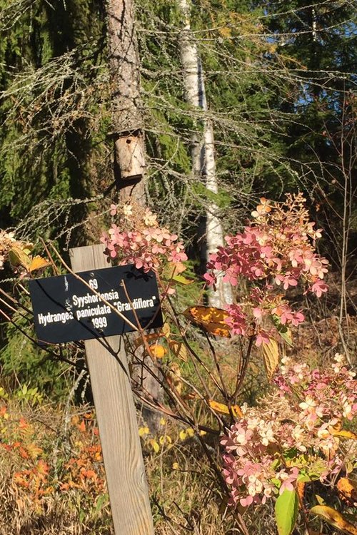 Retki Hanneksen metsään Vesikansassa Retki Hanneksen metsään Vesikansassa