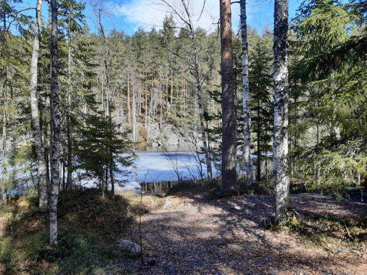 Metsäkuva Isojärven kansallispuistosta: puita, vettä ja vastarannan kallioseinä