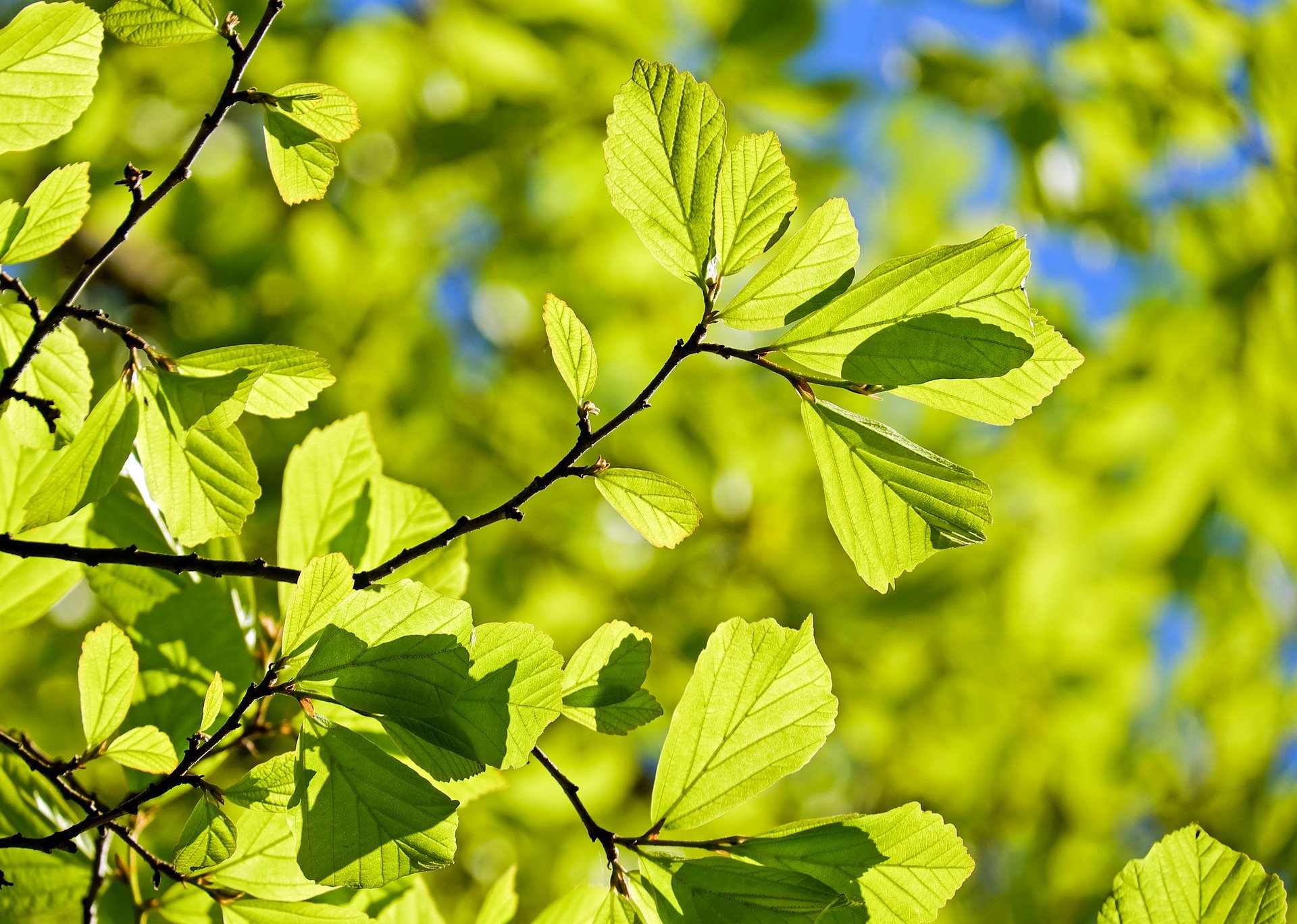 puussa olevia vihreitä lehtiä auringonpaisteessa